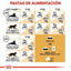 Royal Canin - Gatos Adultos Persa