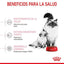 Royal Canin - Gatitos Mother & Baby