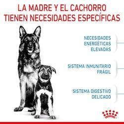 Royal Canin - Perros Cachorros Grandes - Starter M&B