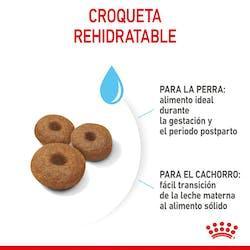 Royal Canin - Perros Cachorros Grandes - Starter M&B