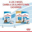 Royal Canin - Perros Cachorros Grandes - Starter M&B