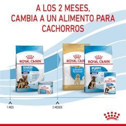 Royal Canin - Perros Cachorros Grandes - Starter M&B