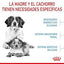 Royal Canin - Perros Medianos Starter M&B