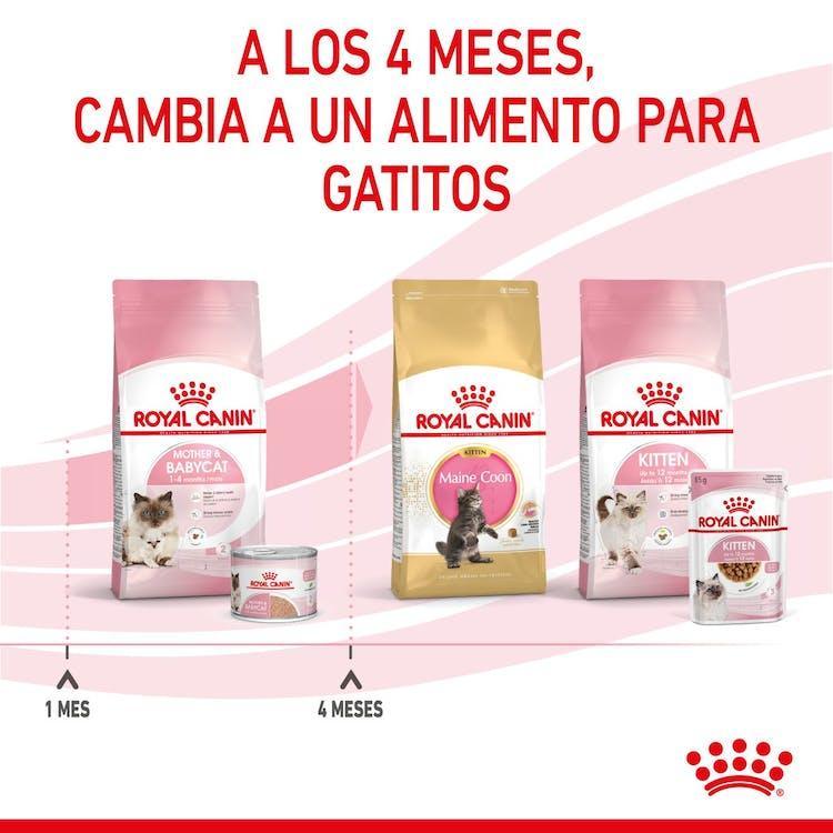 Royal Canin - Gatitos Mother & Baby - Lata