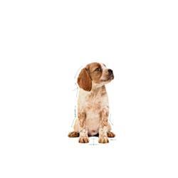 Royal Canin - Perros Cachorros Medianos - Pouch