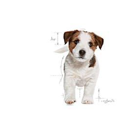 Royal Canin - Perros Cachorros Pequeños - Pouch