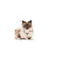 Royal Canin - Gatitos Mother & Baby - Lata