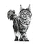 Royal Canin - Gatos Adultos - Gastrointestinal