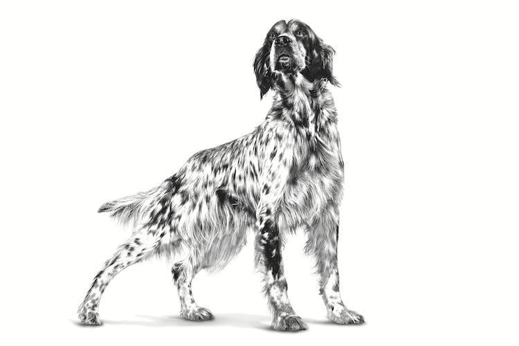 Royal Canin - Perros Adultos - Cuidado Renal