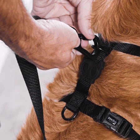 Zeedog - Perros Pechera H - Honey